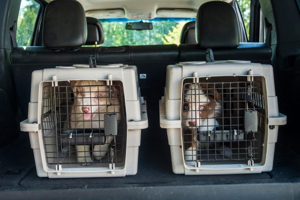 ペットとタクシーに同乗するイメージ写真